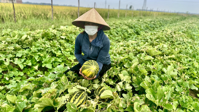 Năm nay dưa được mùa, ước mỗi sào dưa lê cho năng suất khoảng hơn 1,2 tấn, dưa bở 1,3 tấn, cao hơn năm ngoái khoảng 2 - 3 tạ/sào. Ảnh: Ánh Nguyệt.