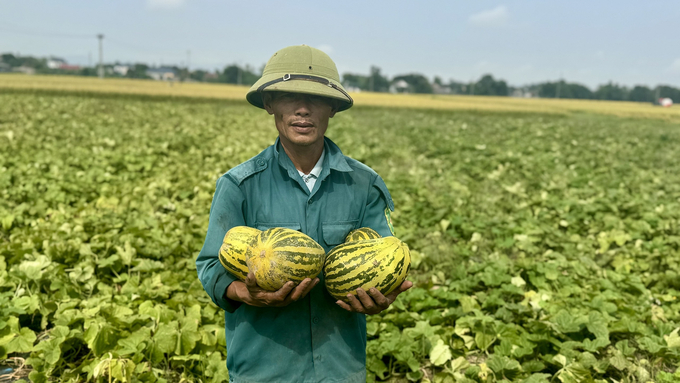 Nhờ chuyển đổi sang trồng theo hướng hữu cơ nên các loại dưa cho chất lượng tốt, dưa ngọt, được thương lái thu mua tại ruộng với giá cao. Ảnh: Ánh Nguyệt.