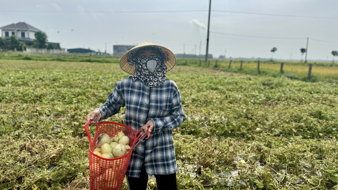 Với thời gian cho thu hoạch ngắn, cho thu nhập cao hơn nhiều lần so với cây lúa truyền thống nên nông dân nhiều địa phương ở Thạch Hà đã chuyển đổi đất lúa kém hiệu quả sang trồng dưa. Ảnh: Ánh Nguyệt.