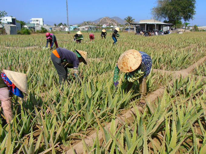 Mùa hè nắng nóng là thời điểm nhu cầu tiêu thụ nha đam tăng cao. Ảnh: Nguyễn Cơ.