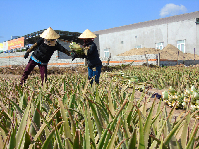 Nông dân Ninh Thuận đang vào mùa thu hoạch rộ nha đam. Ảnh: Nguyễn Cơ.