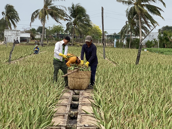 Cứ sau 40 ngày nông dân lại thu hoạch bẹ nha đam một đợt. Ảnh: Nguyễn Cơ.