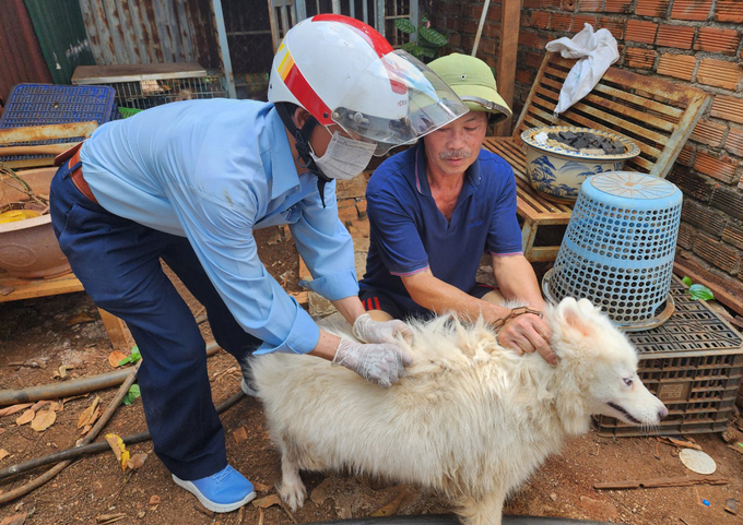 Nhiều người dân tại Đắk Lắk chủ động tiêm phòng vacxin dại cho đàn chó, mèo. Ảnh: Quang Yên.