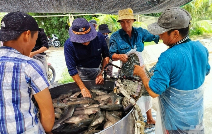 Với giá bán hiện tại, người nuôi cá lóc lời từ 5.000 - 7.000 đồng/kg. Ảnh: HT.