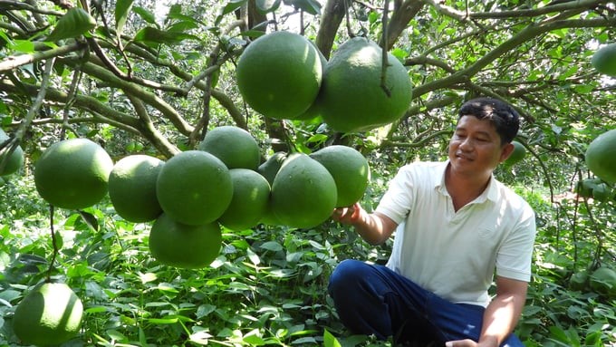 Mr. Sang's pomelo garden is produced according to GlobalGAP standards and exported to Europe. Photo: Tran Phi.