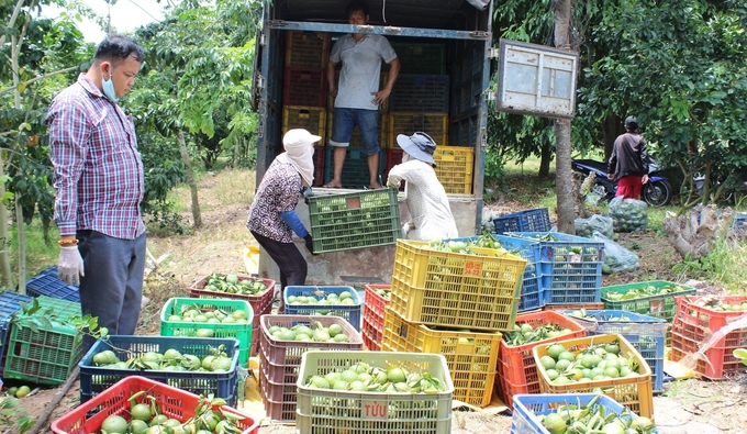 Nhờ sản xuất bài bản, khoa học, cây có múi của địa phương được thương lái thu mua với giá cao. Ảnh: Trần Trung.