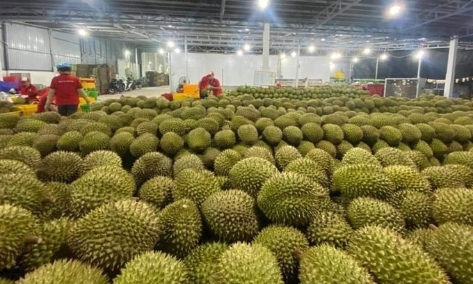 Businesses purchase durian for export. Photo: Thao Thuong.