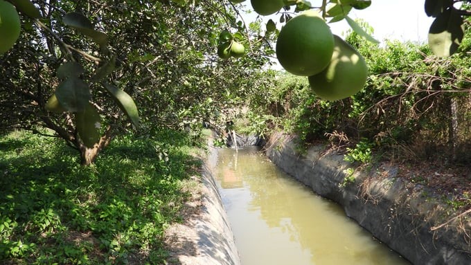 To ensure water for production, Mr. Sang invested in a storage pond system combined with an advanced irrigation system. Photo: Tran Trung.