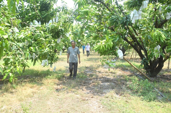 Năm nay xoài cho được quả nào ông Nguyễn Ngọc bao quả rất kỹ, quả xoài to, đẹp nhưng vẫn ế. Ảnh: V.Đ.T.