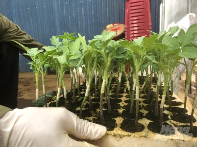 Grafted tomato plants on Potan (Korea) rootstock. Photo: Hai Tien.