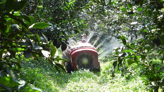 The Cooperative also pays attention to investing in advanced and modern equipment, contributing to increasing both the productivity and quality of pomelo. Photo: Tran Trung.