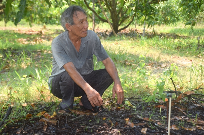 Ông Nguyễn Ngọc rầu rĩ vì với 800 gốc xoài trước đây mỗi vụ thu hoạch được 40 - 50 tấn nhưng năm nay chỉ thu được 4 - 5 tấn. Ảnh: V.Đ.T.