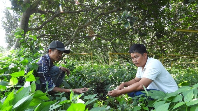 Producing according to the nature-based philosophy helps the soil be healthy, trees grow well, resist pests and diseases well, and have stable productivity. Photo: Tran Trung.