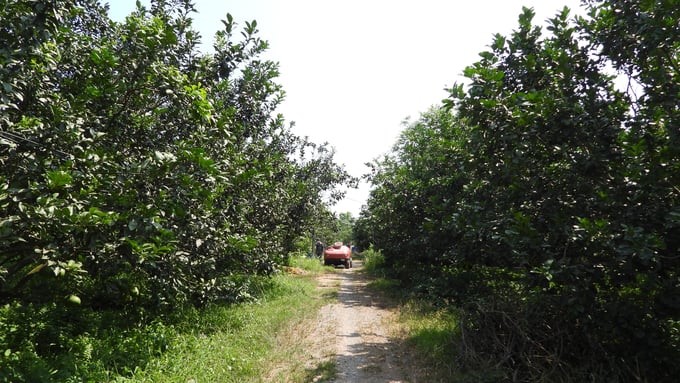 Tan My Fruit Tree Cooperative currently has 20 hectares of pomelo produced according to GlobalGAP standards, qualified for export to European markets and some Southeast Asian countries. Photo: Tran Phi.