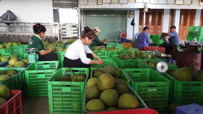 Tan My Fruit Tree Cooperative prepares pomelo for export to the Netherlands for the 2nd session. Photo: Tran Trung.