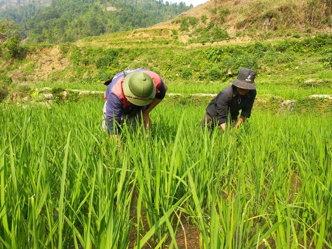 Ở Mù Cang Chải có khoảng 1.800 ha ruộng bậc thang có thể cấy 2 vụ nhờ vào các công trình thủy lợi nhỏ. Ảnh: Thanh Tiến.