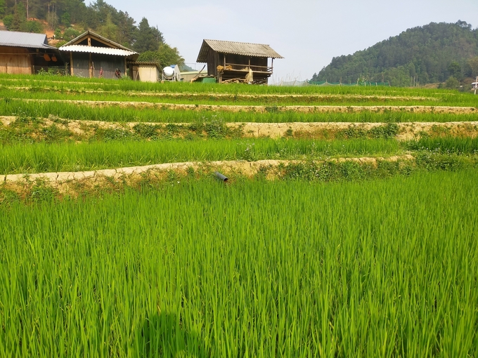 Người Mông ở Mù Cang Chải có những phương pháp làm thủy lợi độc đáo và hiệu quả. Ảnh: Thanh Tiến.