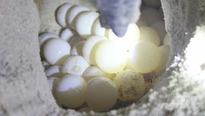 Sea turtles typically swim ashore to lay eggs at night; consequently, forest protection forces prioritize securing and relocating the eggs to safer locations. Photo: Le Binh.