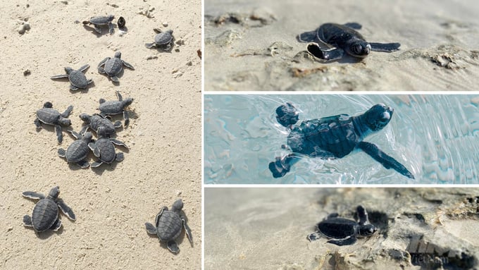 The release of baby sea turtles into the ocean is one of the most captivating experiences for both domestic and international tourists. Photo: Le Binh.