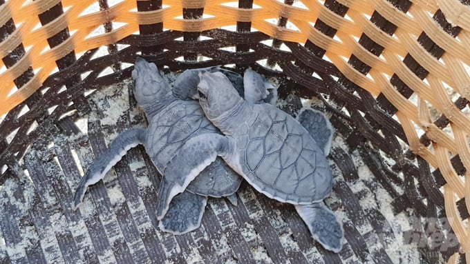 Several thousands of baby sea turtles are released into the ocean at Con Dao district every year. Photo: Le Binh.