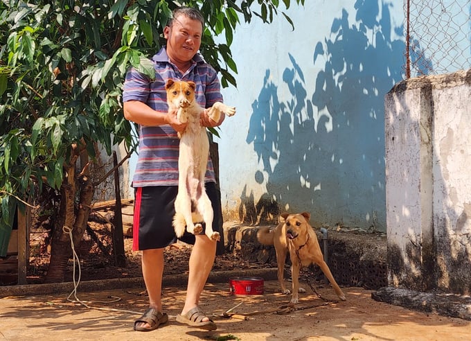 Residents take the initiative by capturing dogs to assist authorities with rabies vaccination. Photo: Quang Yen.