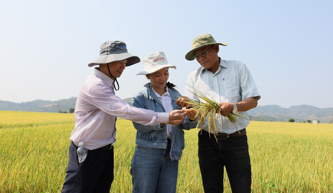 Ông Nguyễn Hắc Hiển, Chi cục trưởng Chi cục Trồng trọt và Bảo vệ thực vật Đắk Lắk (bìa phải) cho biết, địa phương đang xây dựng kế hoạch mở rộng diện tích sản xuất lúa giảm phát thải carbon. Ảnh: Quang Yên.