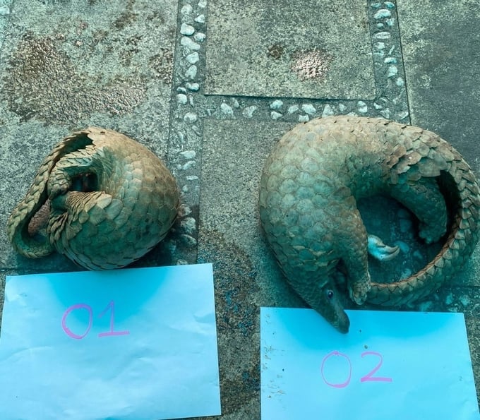 Two Java pangolins were illegally traded by suspects. Photo: CA.