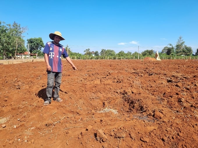 The Pyul family (village A, Ia Mo Nong commune, Chu Pah district) is taking advantage of the opportunity to renovate their land, dig holes, and wait for the rain to plant coffee. Photo: Tuan Anh.