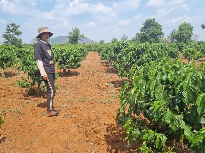 Coffee replanting is the prioritized policy that Gia Lai province will focus on implementing in the near future. Photo: Tuan Anh.