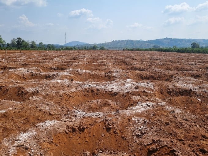 Many gardens have been dug and fertilized in preparation for planting coffee. Photo: Tuan Anh.