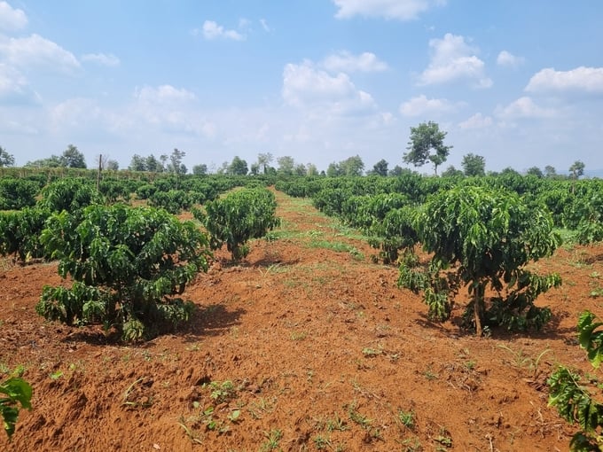 Gia Lai advises people to stabilize the land area and focus on sustainable coffee production. Photo: Tuan Anh.