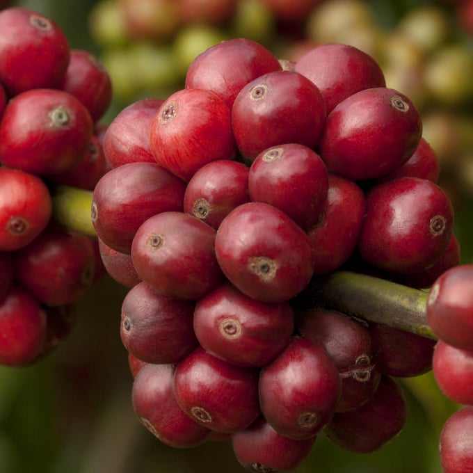 Arabica coffee beans harvested from Son La province.