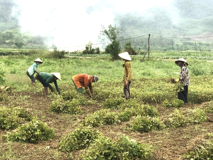 Hiện mỗi năm Bình Định gieo trồng được 10.920ha đậu phộng, dự kiến tới năm 2025 diện tích đậu phộng ở tỉnh này sẽ tăng lên 15.000ha. Ảnh: V.Đ.T.