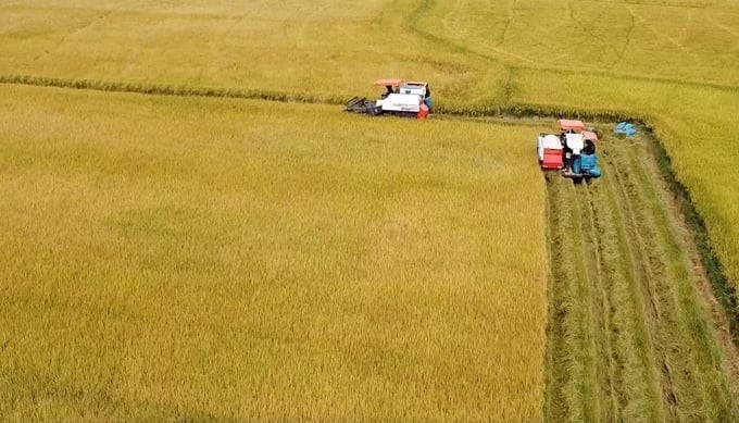 Dak Lak piloted a carbon emission-reducing rice production model on an area of more than 4 hectares in Binh Hoa commune, Krong Ana district. Photo: Quang Yen.