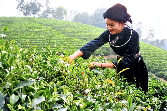 9 sản phẩm chè của tỉnh Thái Nguyên được chọn là sản phẩm tiêu biểu khu vực phía Bắc.