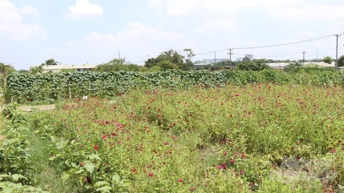 Farming models focus on promoting the transformation from traditional agriculture to sustainable organic agriculture. Photo: Tran Phi.