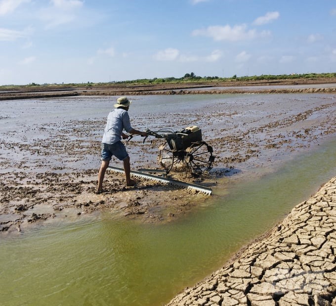 People improve Artemia farming ponds. Photo: Trong Linh.