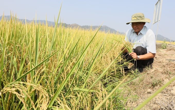 Not only saving irrigation water, fertilizer, and pesticides, rice in the model grows healthily and is free from pests and diseases; the productivity reaches more than 11 tons/ha, 3 tons/ha higher than the average in Krong Ana district. Photo: Quang Yen.