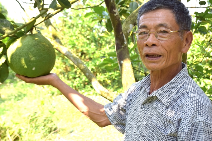 Huyện Hoài Ân (Bình Định) là địa phương đang phát triển mạnh diện tích bưởi da xanh. Ảnh: V.Đ.T.