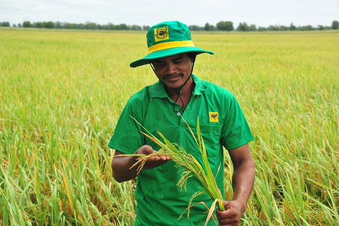 Phân bón Bình Điền đang đẩy mạnh nghiên cứu, sản xuất các sản phẩm cho vùng lúa, vùng bị ảnh hưởng hạn mặn, vùng đất phèn... gúp nhà nông nâng cao năng suất.