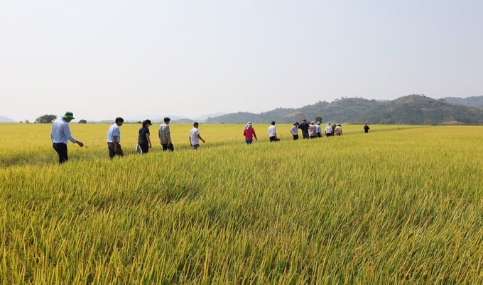 The carbon emission-reducing rice production model has proven effective, laying the foundation for spreading to other localities in Dak Lak. Photo: Quang Yen.