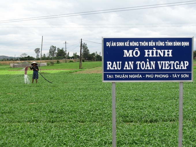 Bình Định đang duy trì và phát triển 8 vùng sản xuất rau đạt tiêu chuẩn VietGAP. Ảnh: V.Đ.T.