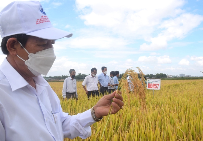 Bình Định duy trì vùng sản xuất lúa tập trung huyện Tuy Phước, thị xã An Nhơn và thị xã Hoài Nhơn. Ảnh: V.Đ.T.