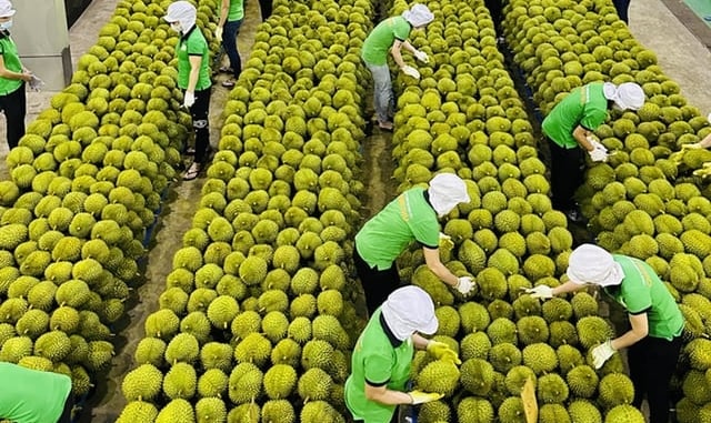 2023 durian exports increased by 430% compared to 2022.