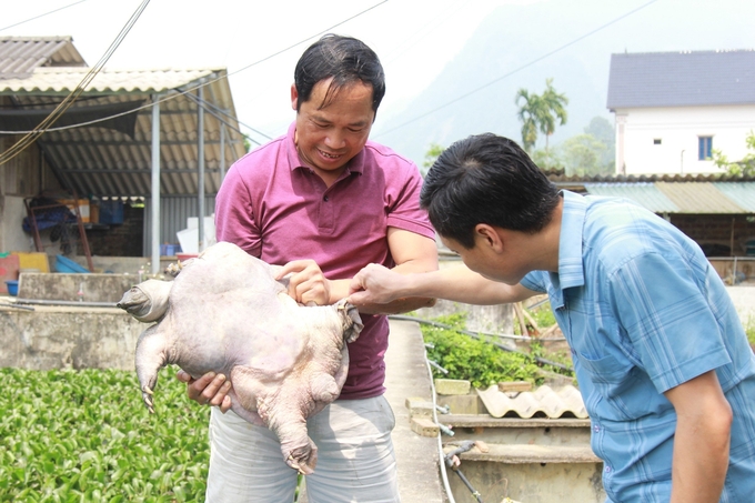 Sau 20 năm vào nghề nuôi ba ba, ông Nghị đã có kỹ thuật chăn nuôi tốt, được nhiều người gọi vui là 'giáo sư' ba ba. Ảnh: Thanh Tiến.