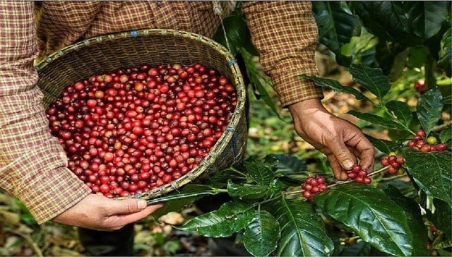 Vietnam keeps the second rank in the world in coffee exports, after Brazil.