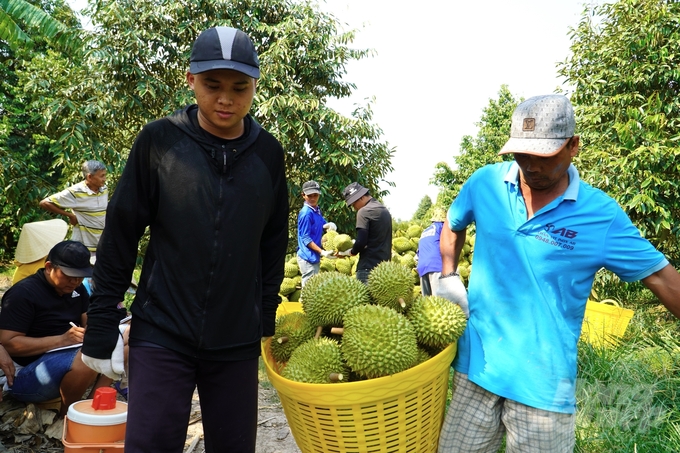 Tình hình thu mua sầu riêng trên địa bàn TP Cần Thơ đang diễn ra khá sôi động. Ảnh: Kim Anh.