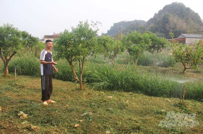 Gia đình anh Phạm Tiến Nghĩa, bản Đông Quan, xã Phổng Lái đã thuận lợi phát triển chăn nuôi, trồng cây ăn quả nhờ nguồn nước từ hồ Lái Bay. Ảnh: Trung Quân.