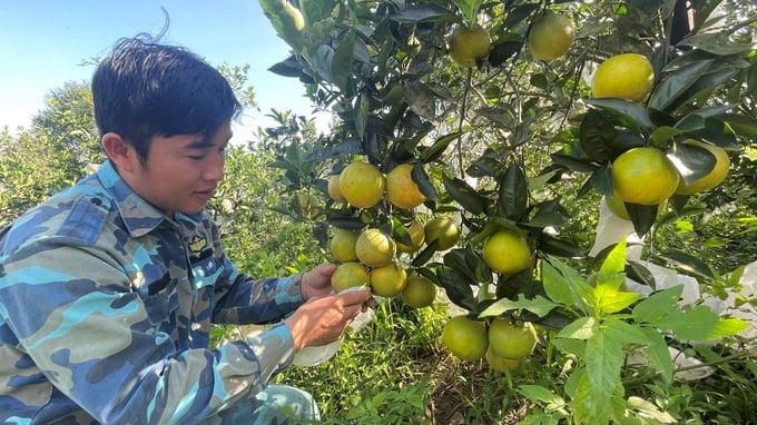 Hà Tĩnh đặt mục tiêu tổng diện tích canh tác nông nghiệp hữu cơ lĩnh vực trồng trọt đến năm 2030 đạt khoảng 2.500ha. Ảnh: Ánh Nguyệt.