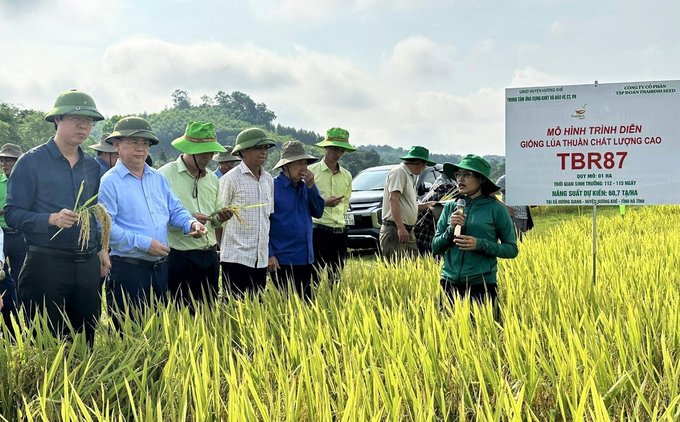 Việc liên tục đưa các giống lúa mới năng suất, chất lượng cao vào sản suất đã góp phần nâng cao thu nhập cho bà con nông dân. Ảnh: Thanh Nga.